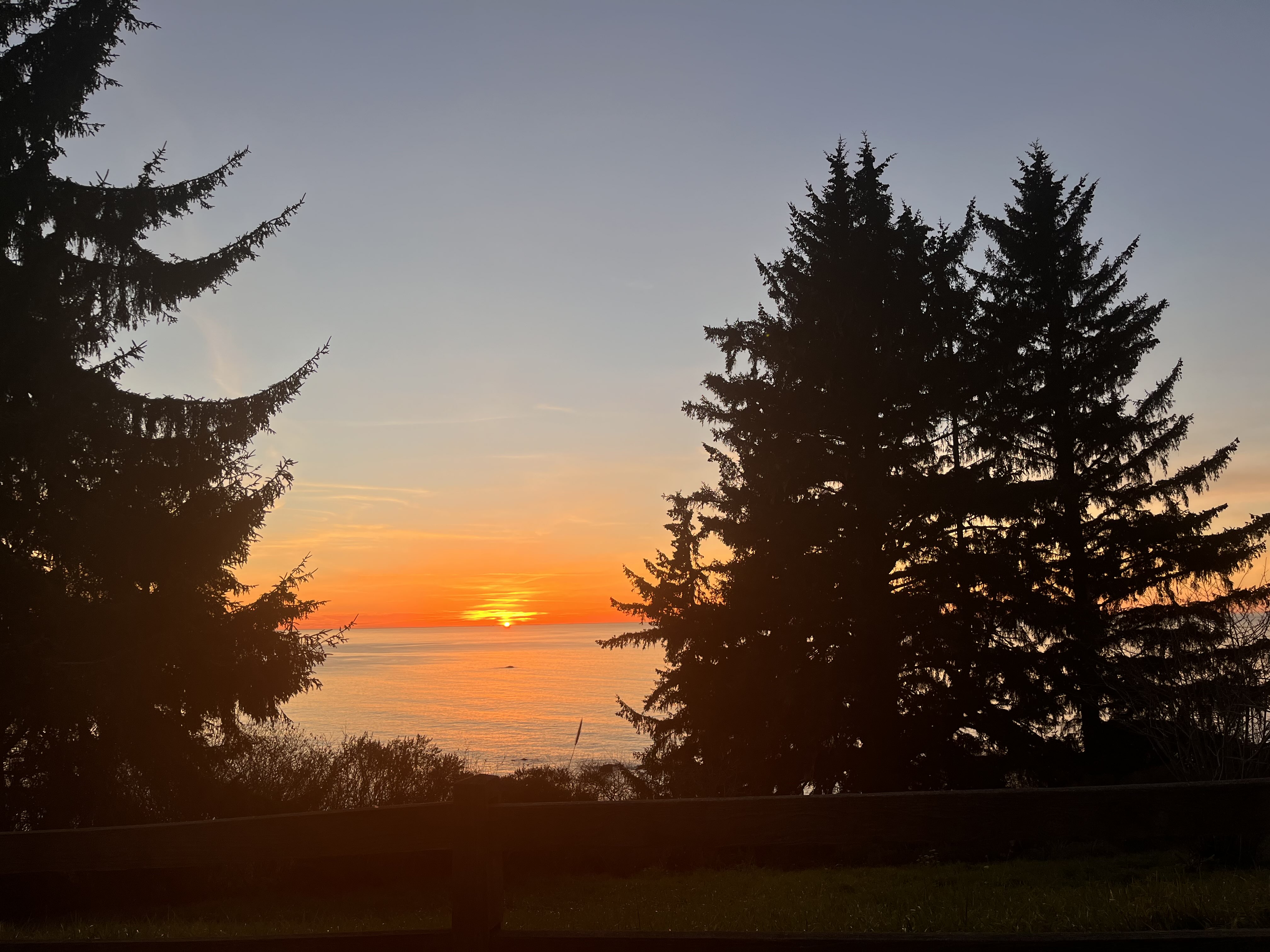 photo of pine trees against a sunset