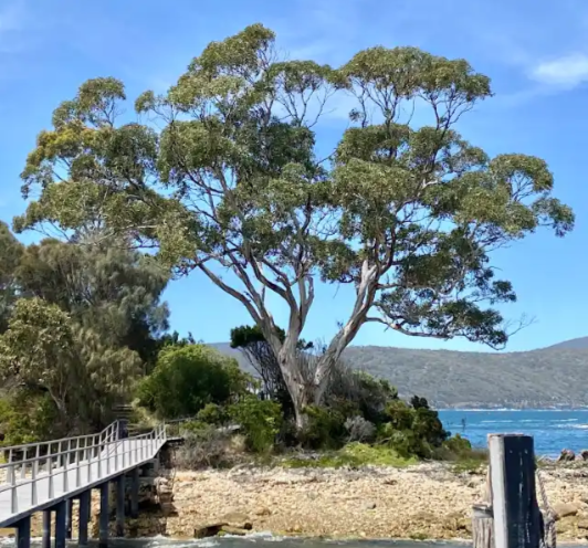 photo of a gumtree on a beach